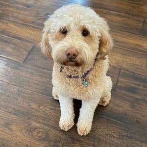 Meet your Posher, Mary